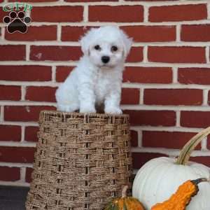 Buster, Bichon Frise Puppy